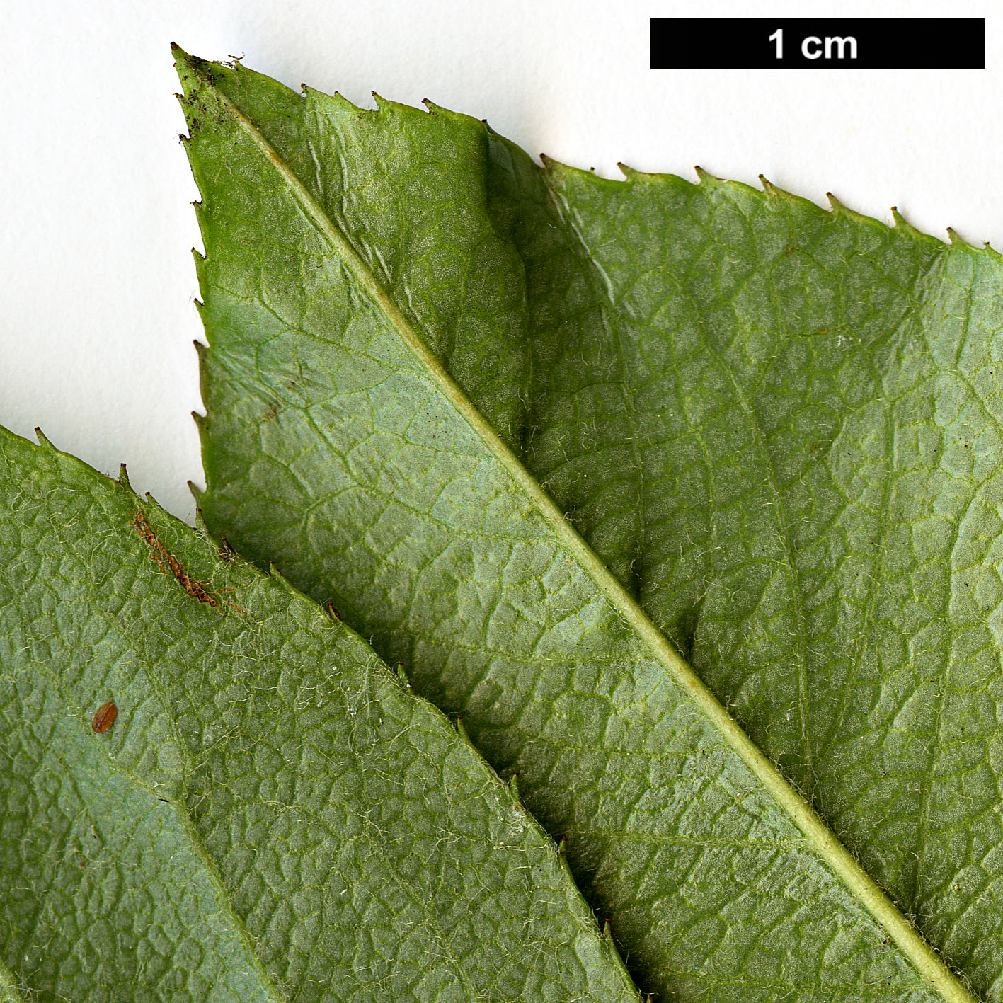 High resolution image: Family: Rosaceae - Genus: Pseudocydonia - Taxon: sinensis